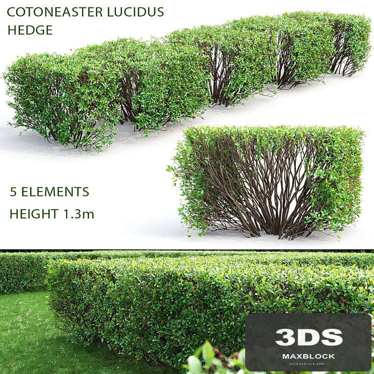 Cotoneaster