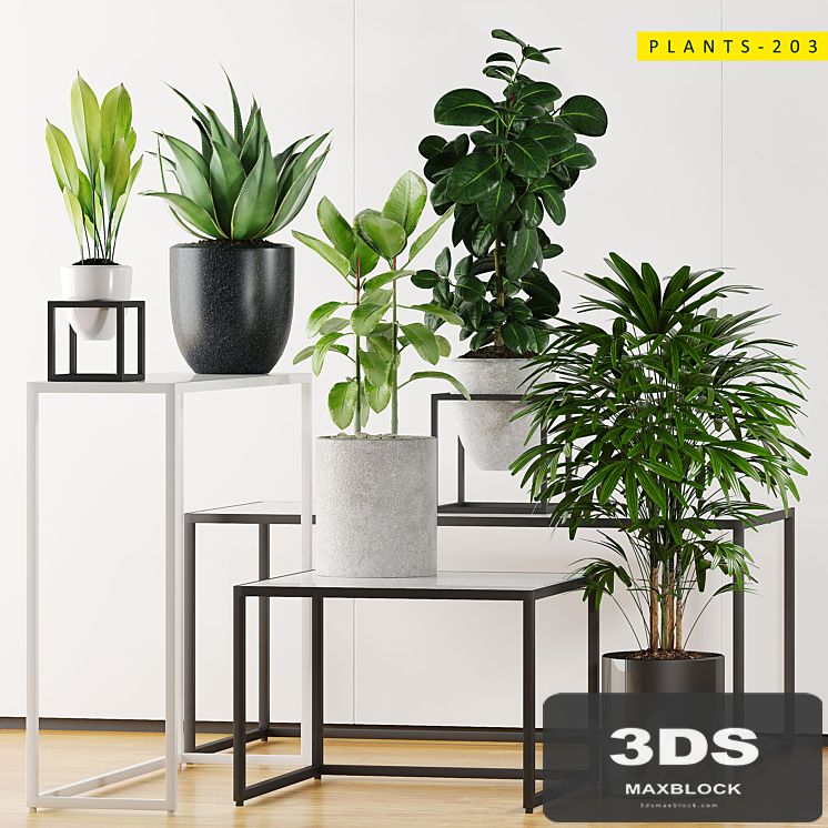 PLANTS 203