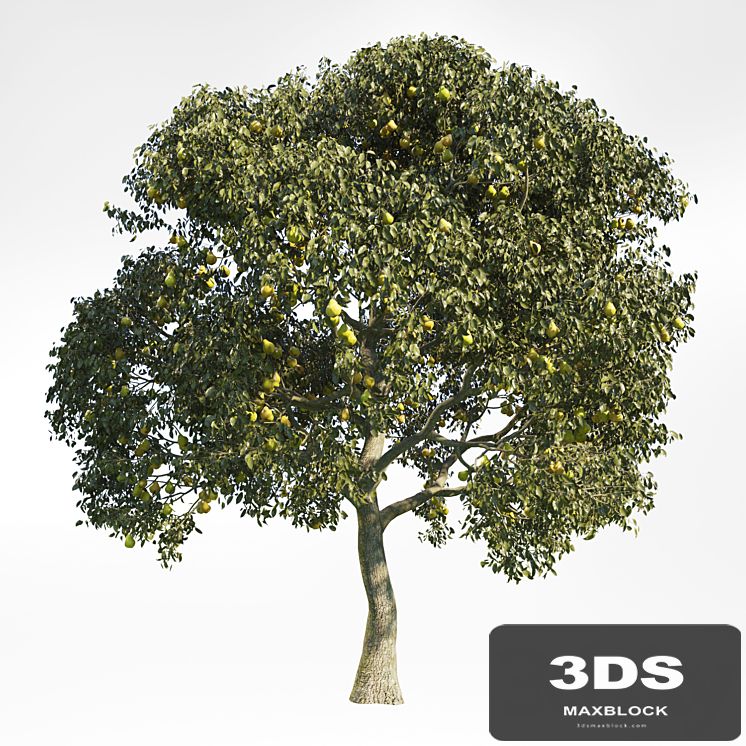 Pear Tree 8