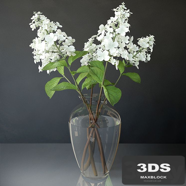 Hydrangea paniculata