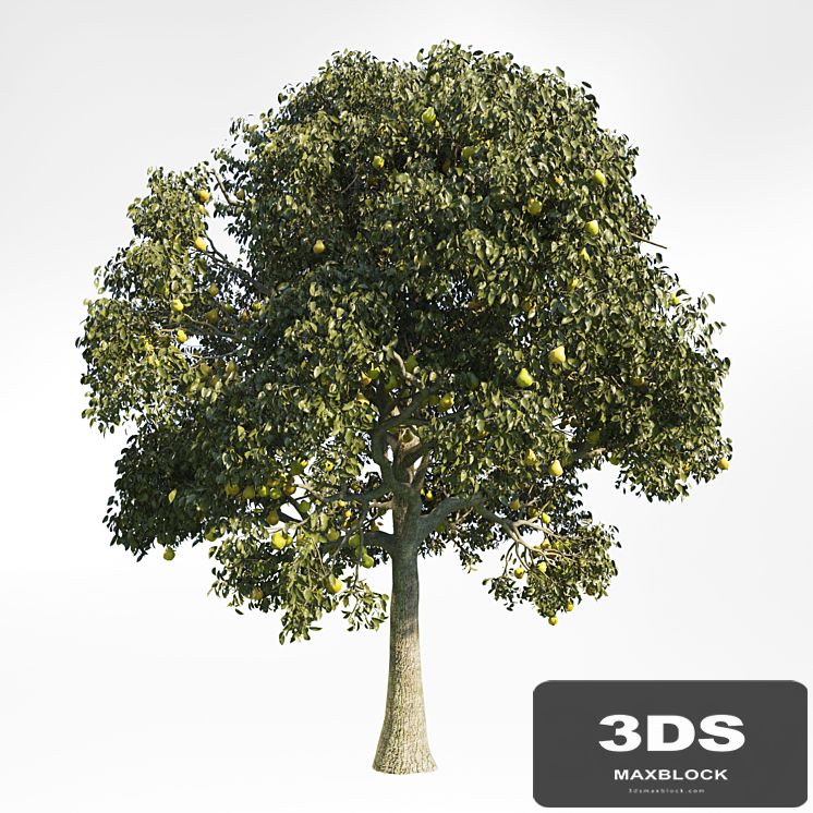Pear Tree 10