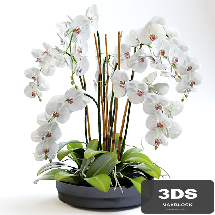 Orchid 2
