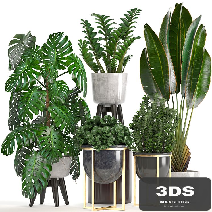 Collection of plants. Monstera, Ravenala, Strelitzia, banana, bush, Zamioculcas, luxury, flowerpot, Strelitzia, street, decorative