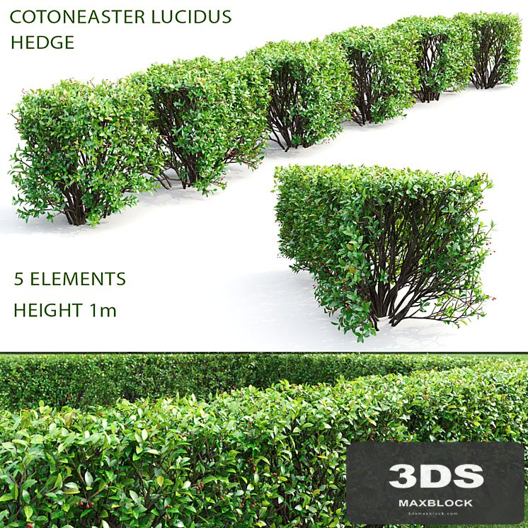 Cotoneaster shiny hedge # 4