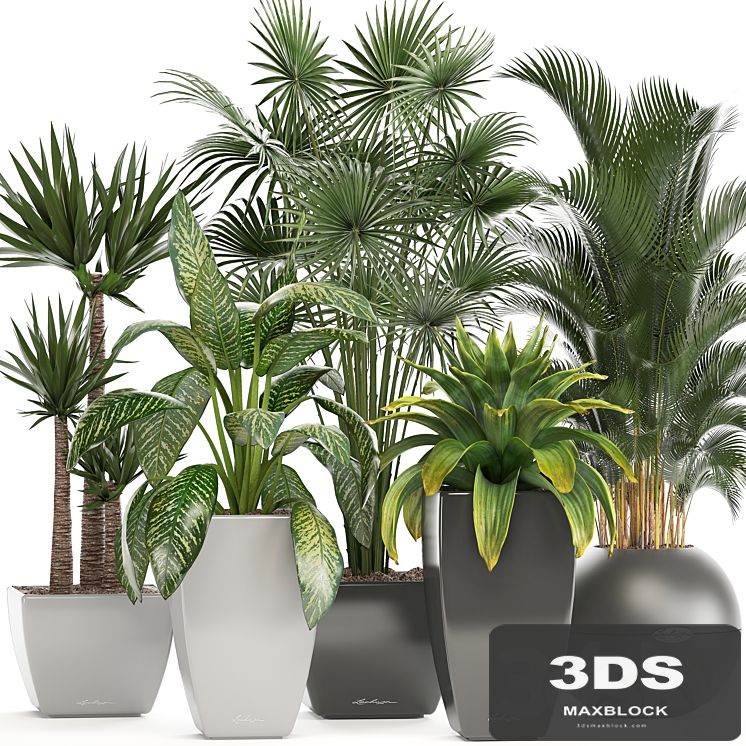 Collection of plants. Fan palm, Hovea, Bromeliad, Yucca, Dieffenbachia, indoor plants, office plants