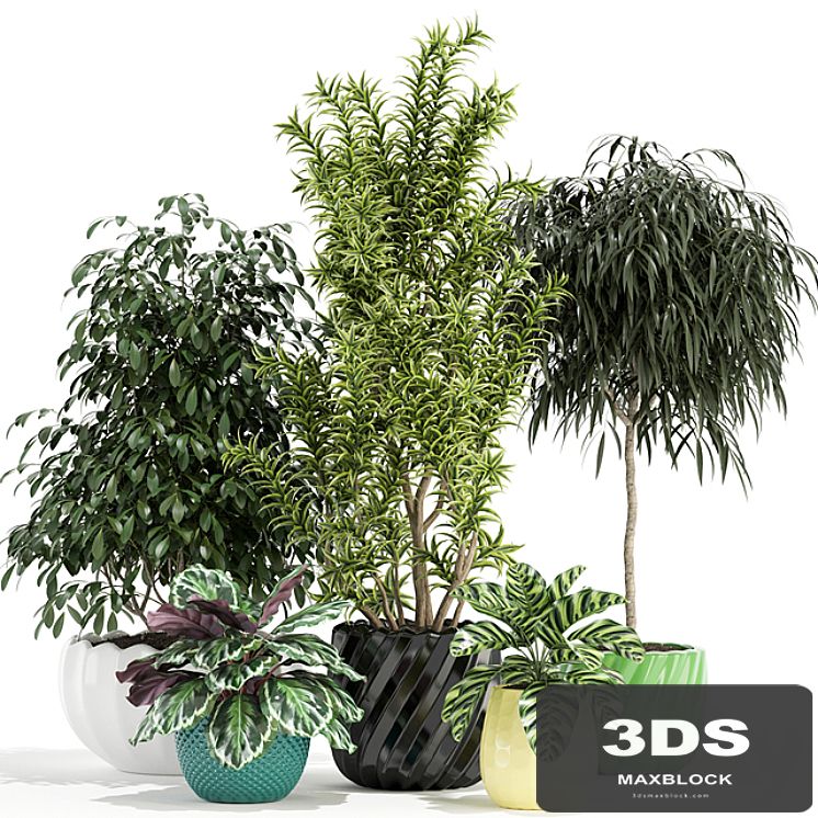 Plants collection 111