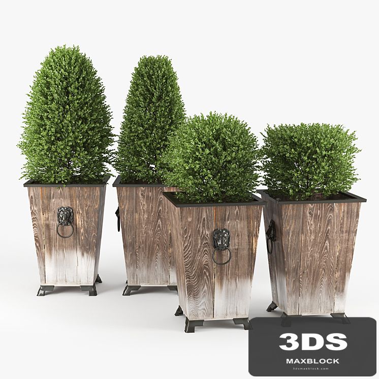 BOXWOOD TOPIARY