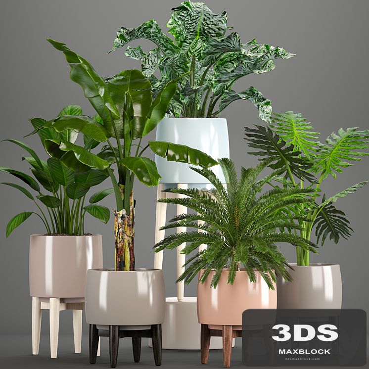 Collection of plants. Alocasia, Banana, cycas, cycad, Philodendron, pot, indoor plants