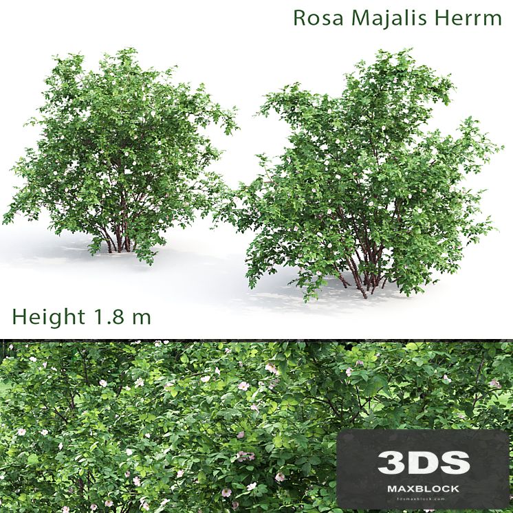 Rosehip bush # 1 (Rosa Majalis Herrm)