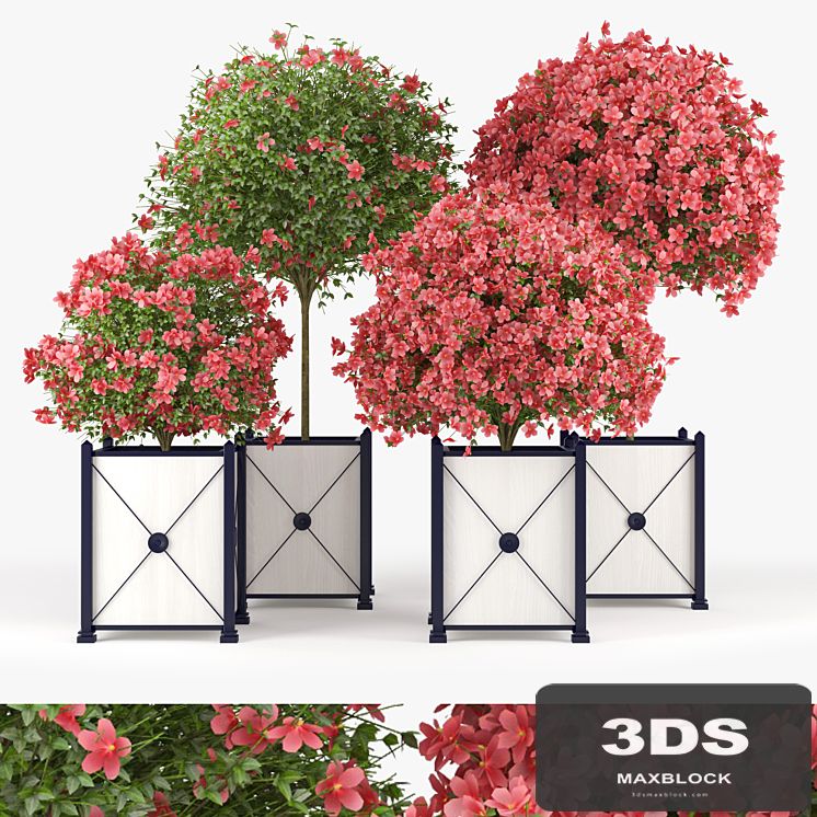 Seminole Pink Hibiscus