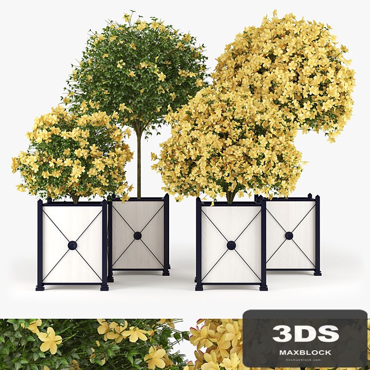 Hibiscus Yellow