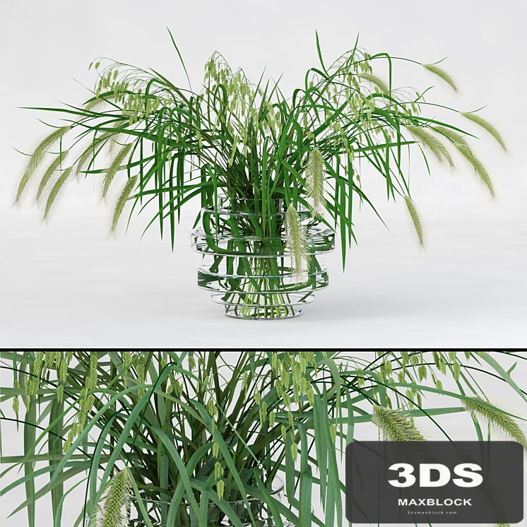 Northern Sea Oats and Pennisetum Green