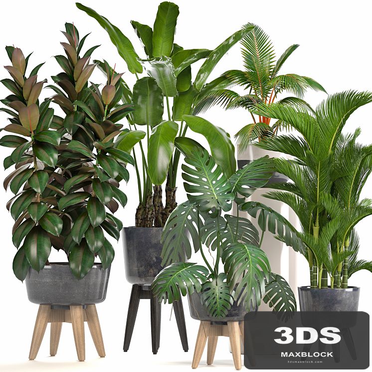 Collection of plants. Ficus, bushes, Banana, strelitzia, monstera, Rapis, palm tree, coconut tree, exotic plants, ficus abidjan, strelitzia, eco design