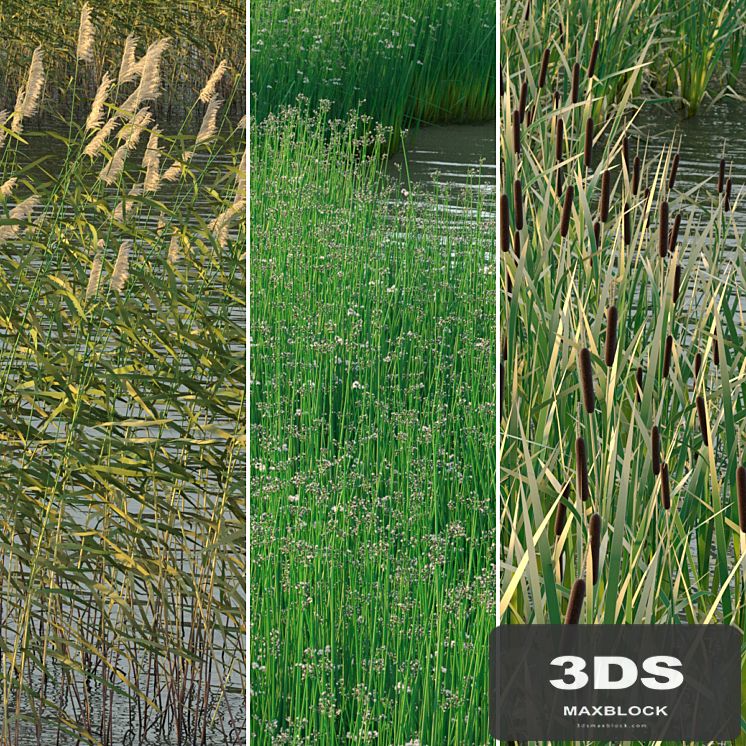 Aquatic plants