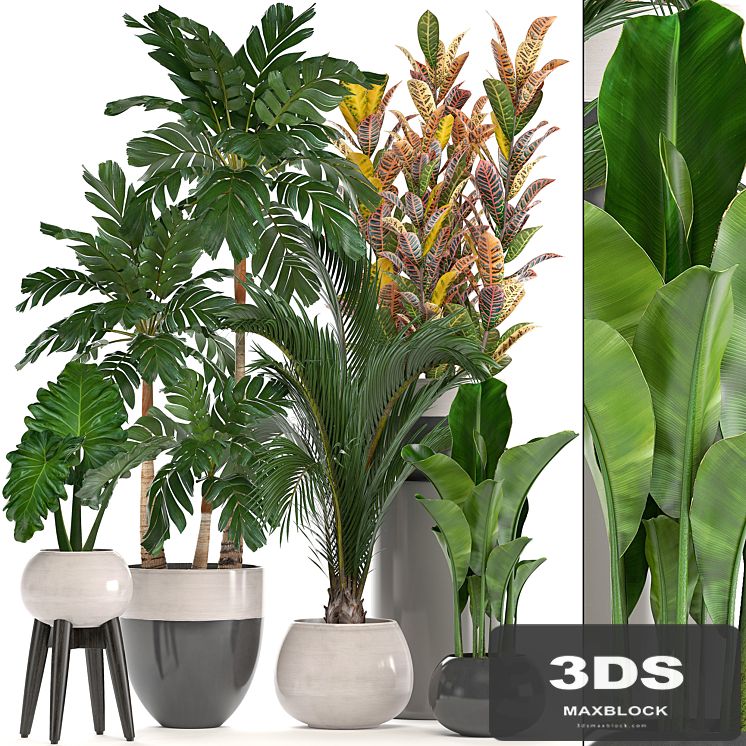 Collection of plants. Hamedorea, banana, croton, alocasia, flowerpot, indoor plants, palm
