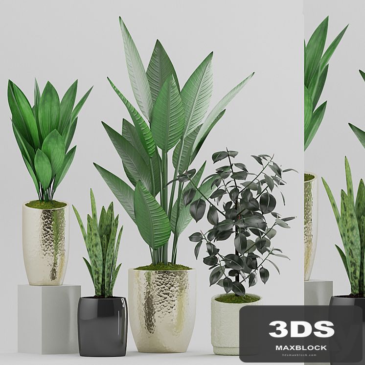 Plant 89