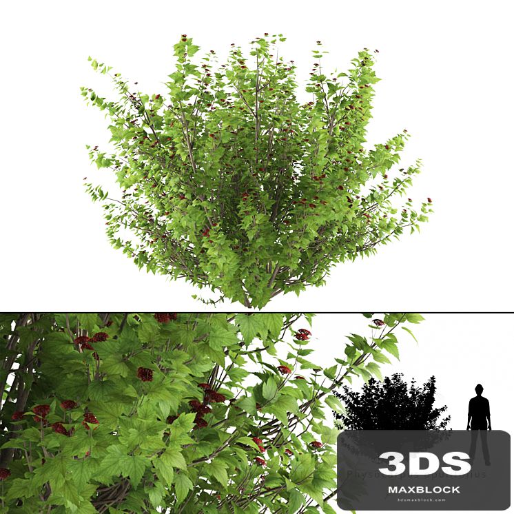 Pustyrplodnik kalinistilny bush | Physocarpus opulifolius
