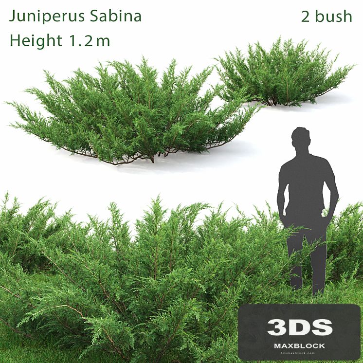 Juniperus Sabina # 1