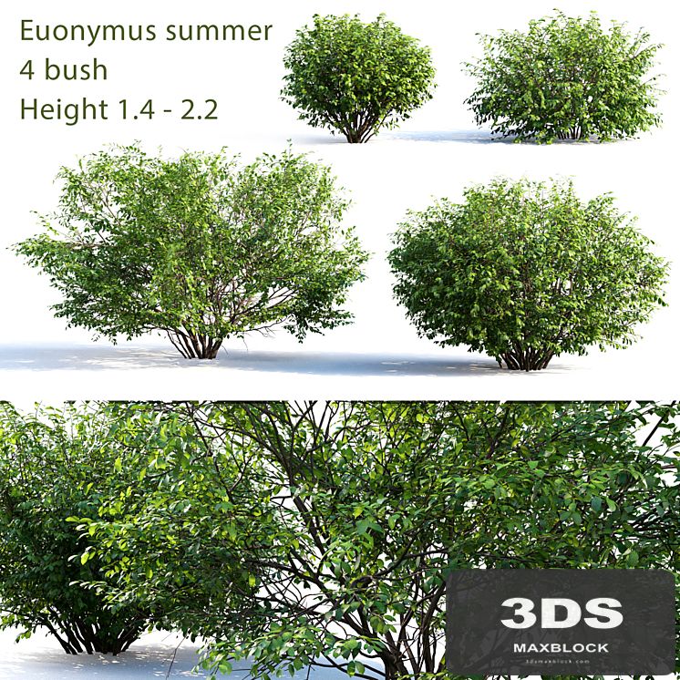 Euonymus # 4 (Summer)