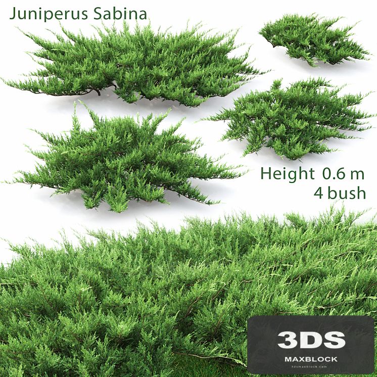 Juniperus