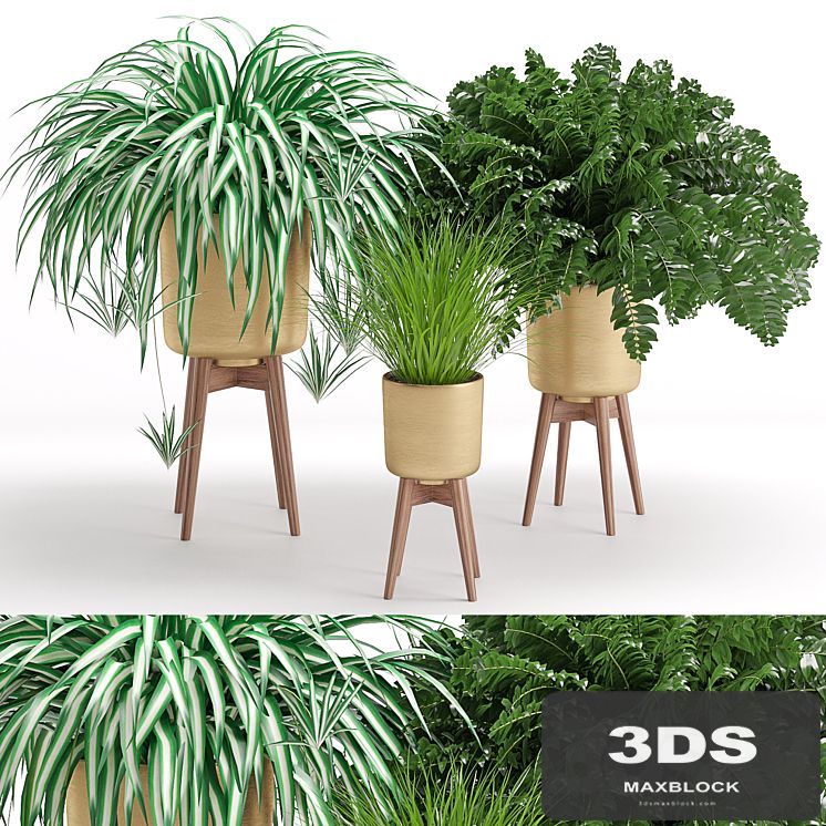 Houseplant 30