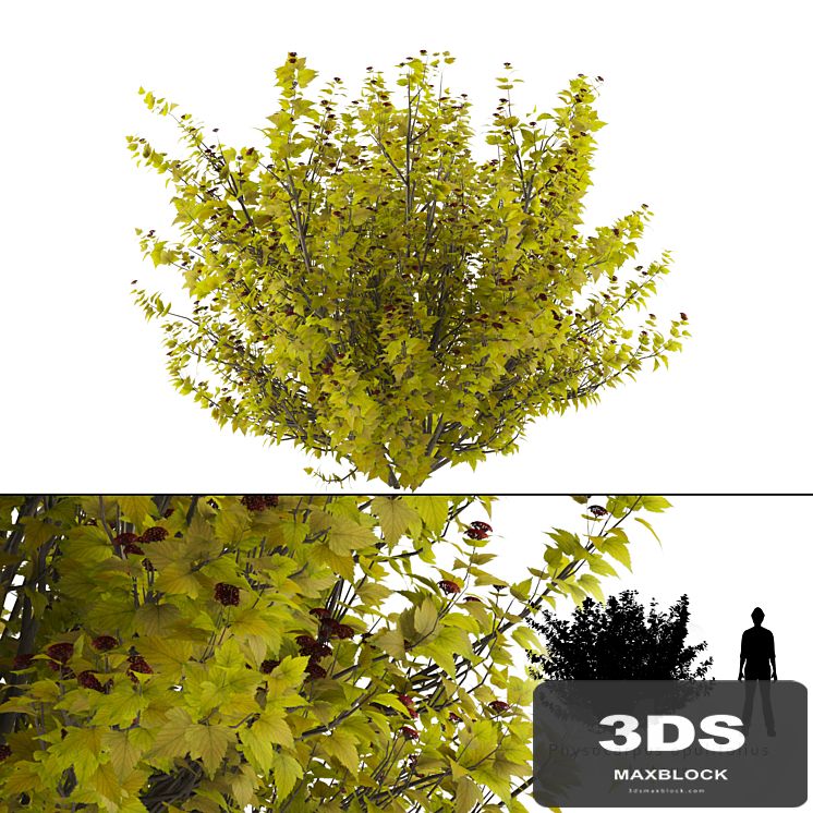 Luteus canniferous buzzard | Physocarpus opulifolius Luteus