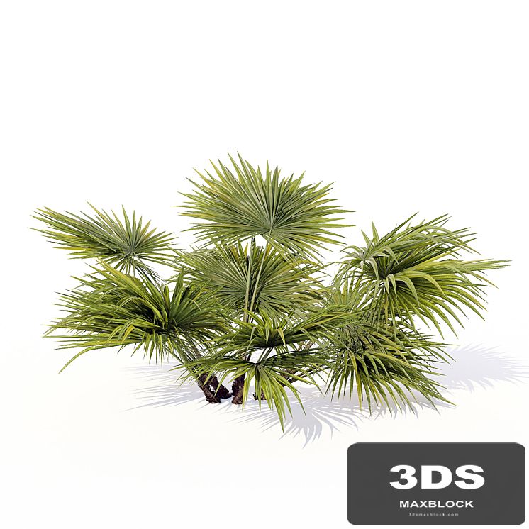 Chuniophoenix_hainanensis_01