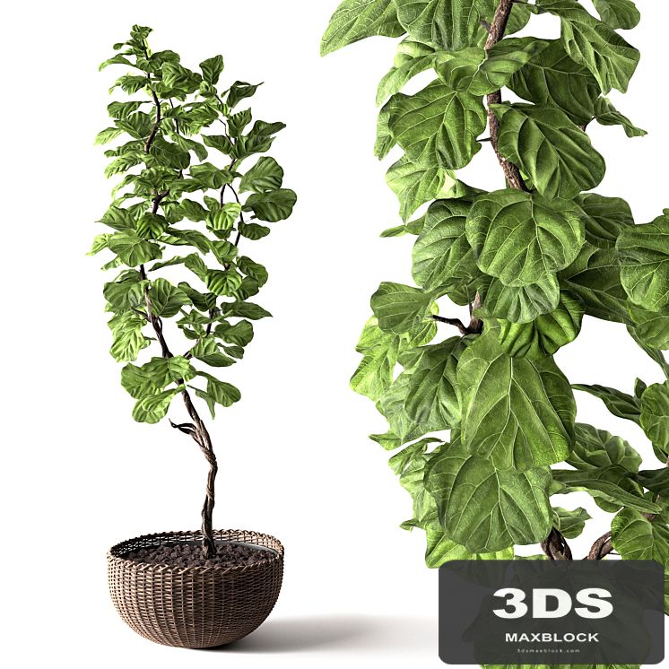 Ficus Lyrata
