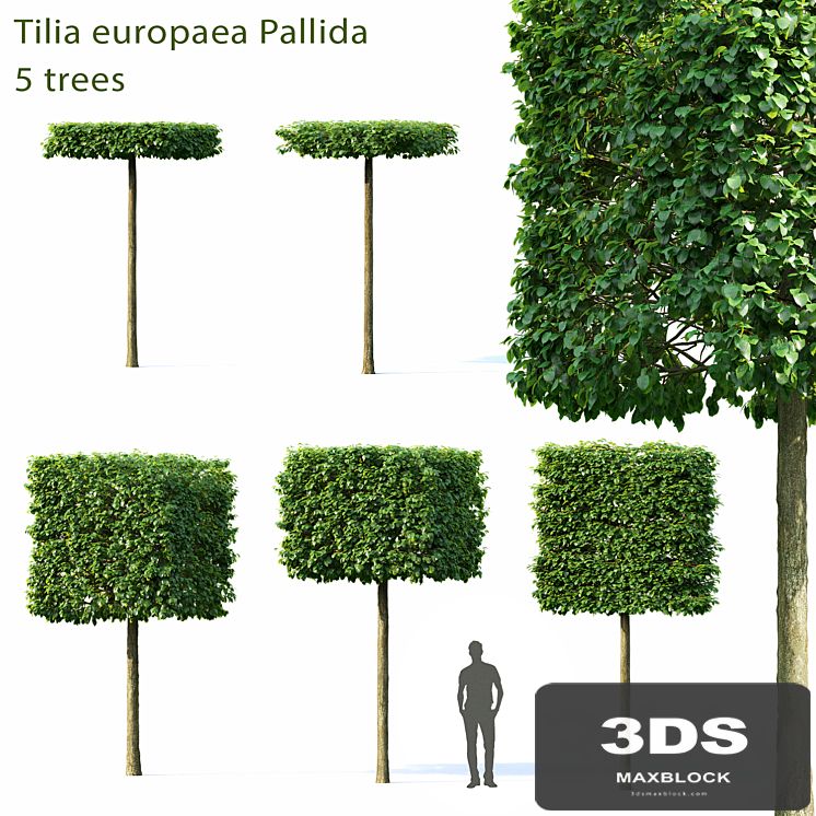Tilia Europea