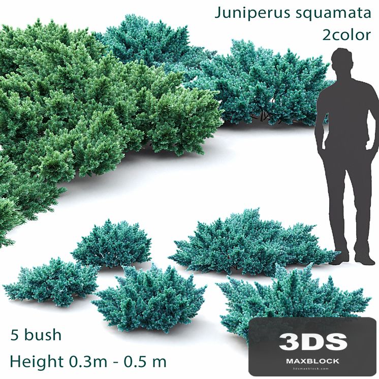 Juniper squamata # 1