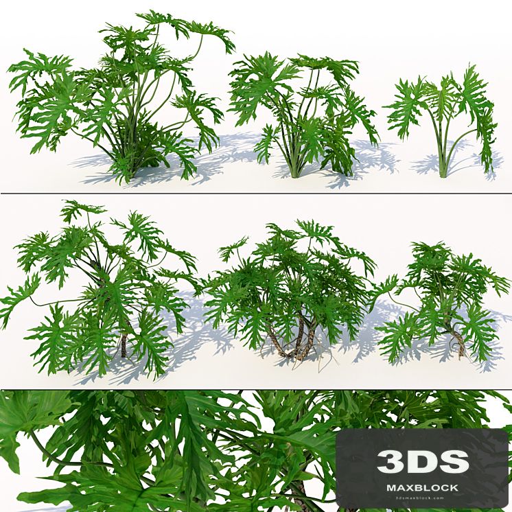 Philodendron