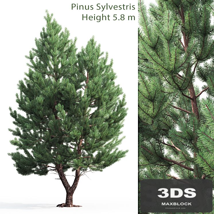 Pine
