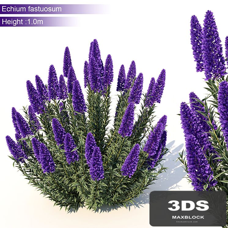 Echium candicans