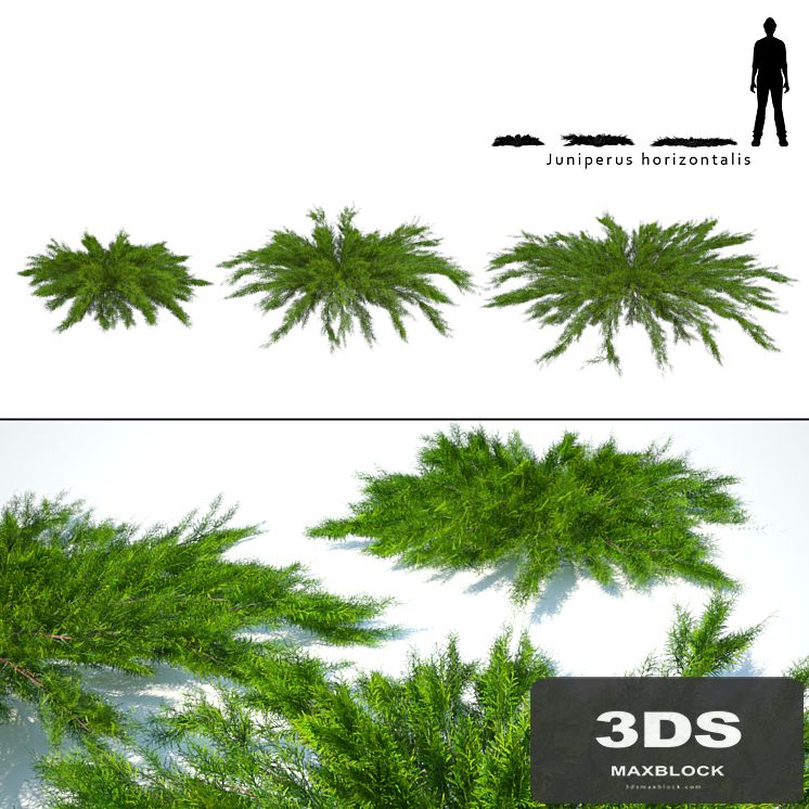 Juniper horizontal | Juniperus horizontalis