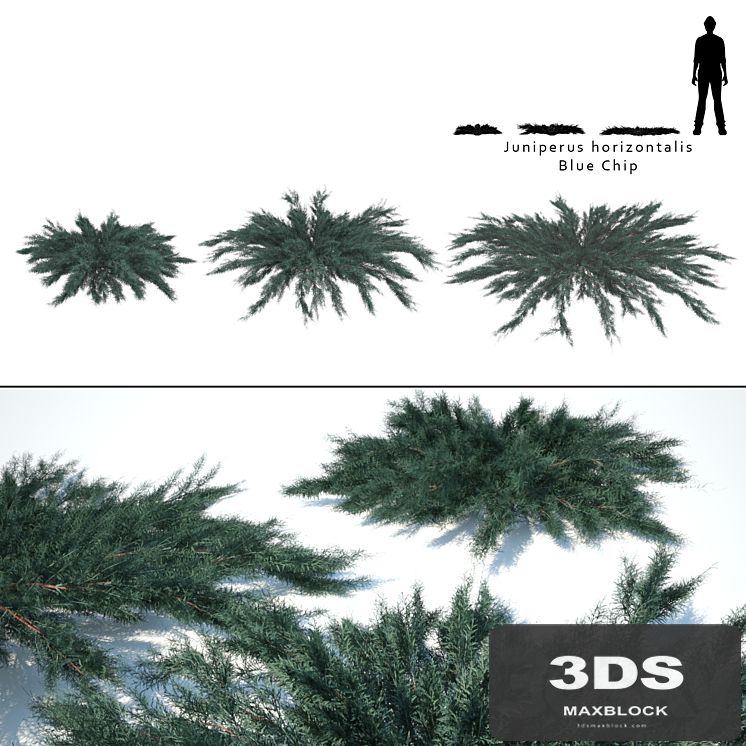 Juniper horizontal | Juniperus horizontalis Blue Chip