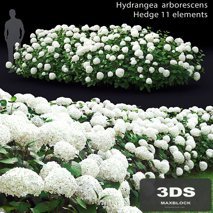 Hydrangea arborescens hedge