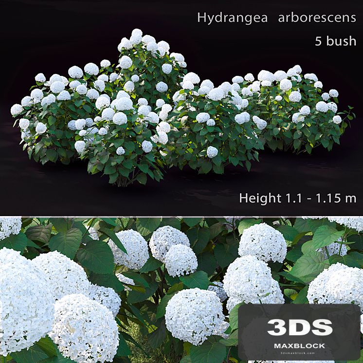 Hydrangea arborescens