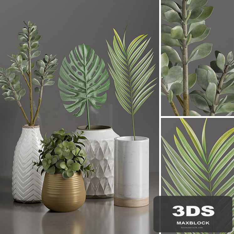 Plants 1