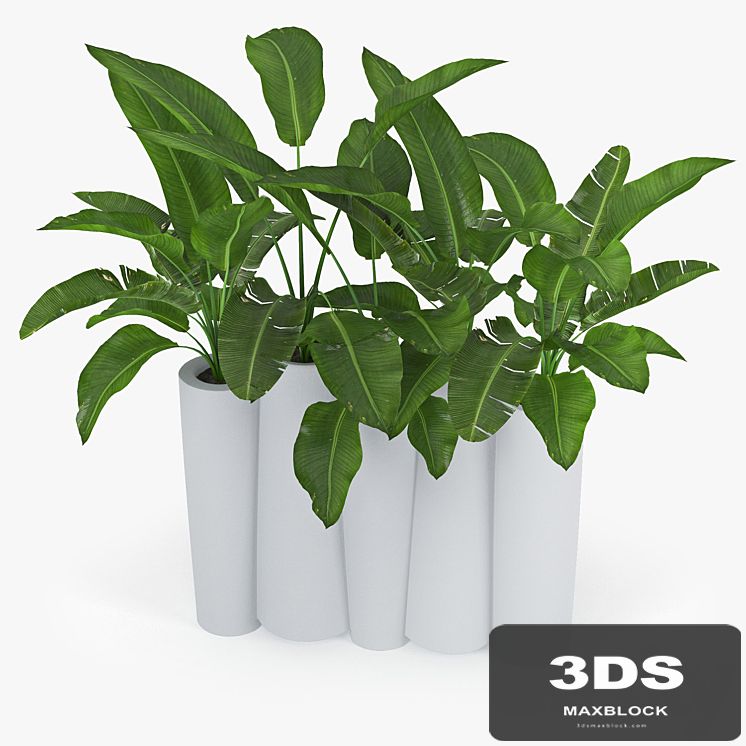 BAMBOO by Slide banana