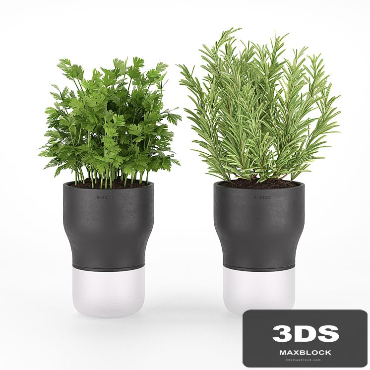 Parsley and rosemary for kitchen in pots EvaSolo