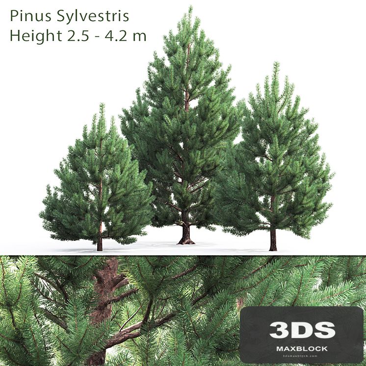 Pine