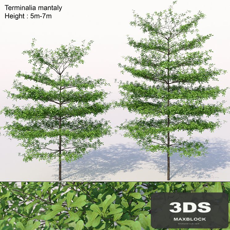 Terminalia mantaly