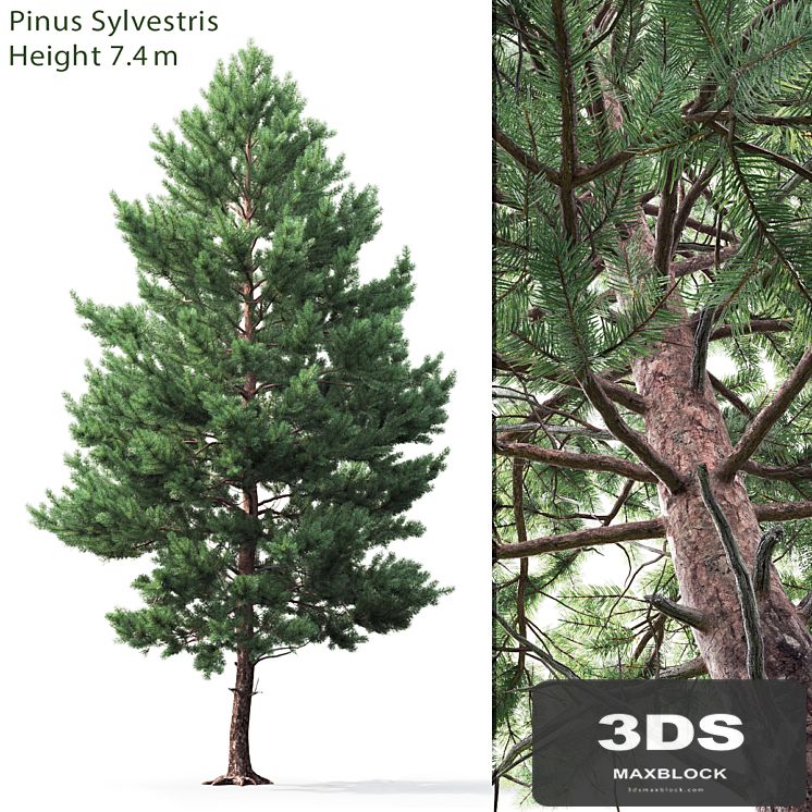 Pine