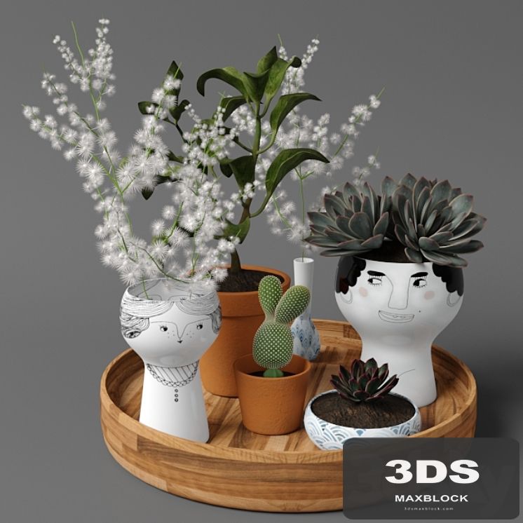 Plants tree 41
