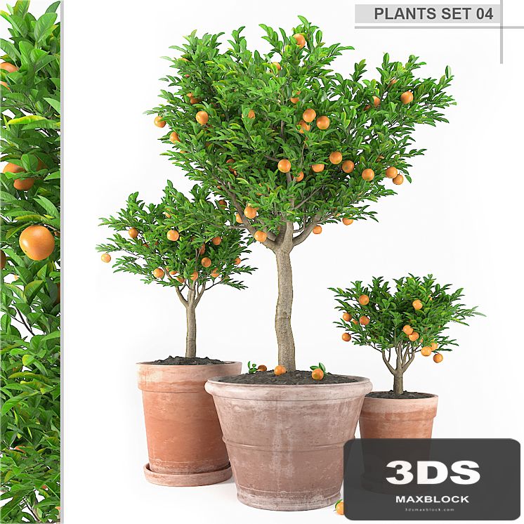 plants set 4