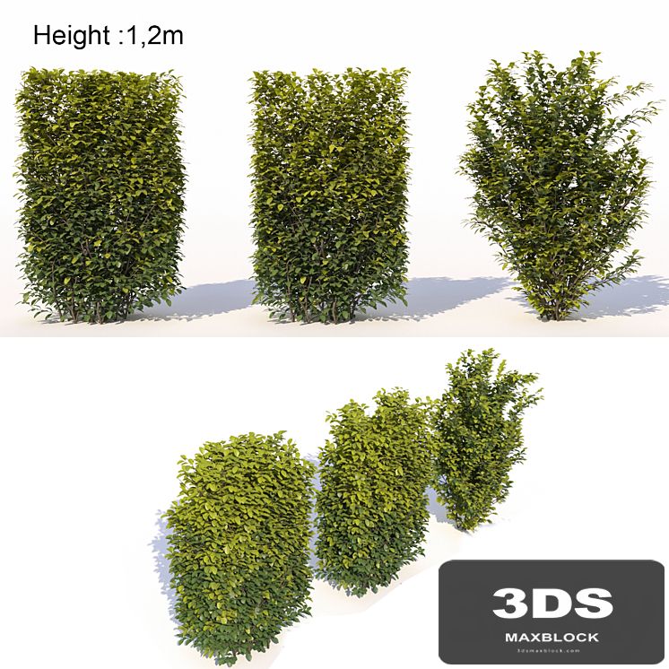 Laurus nobilis 02