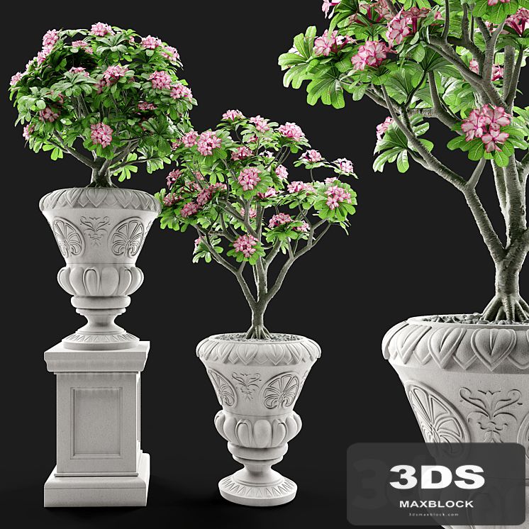 Adenium Desert rose in classic vase.