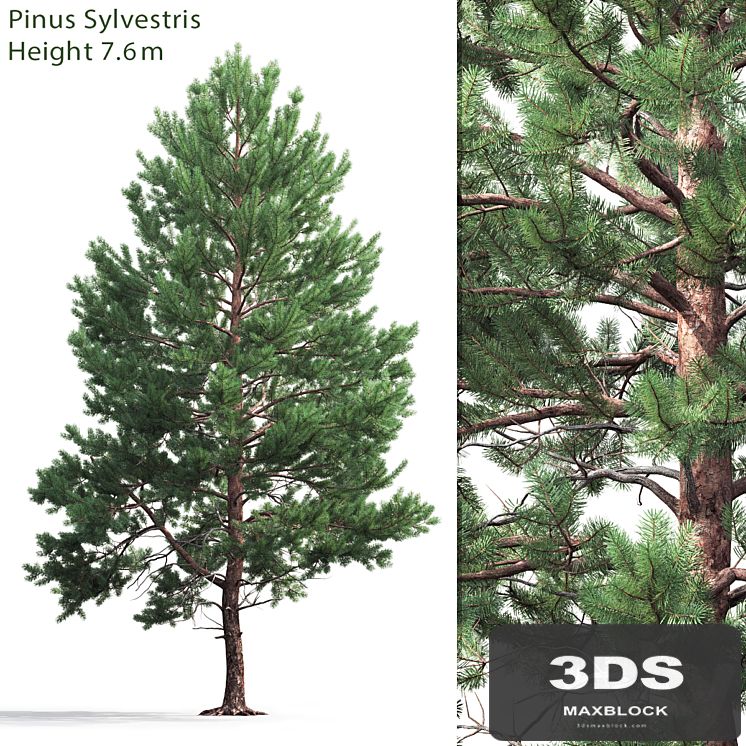 Pine