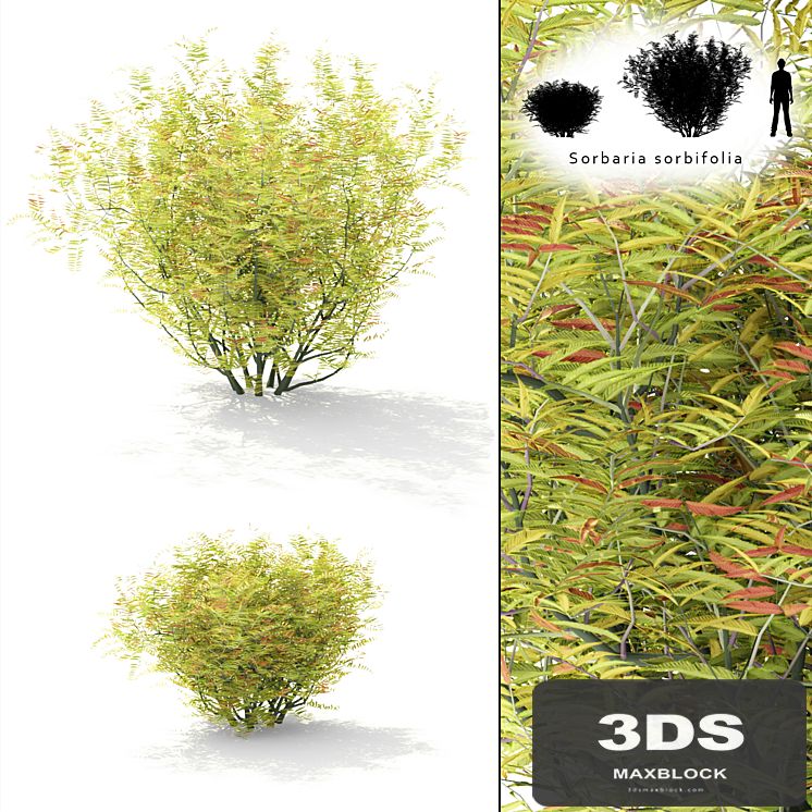 Rowberry rowan bush | Sorbaria sorbifolia