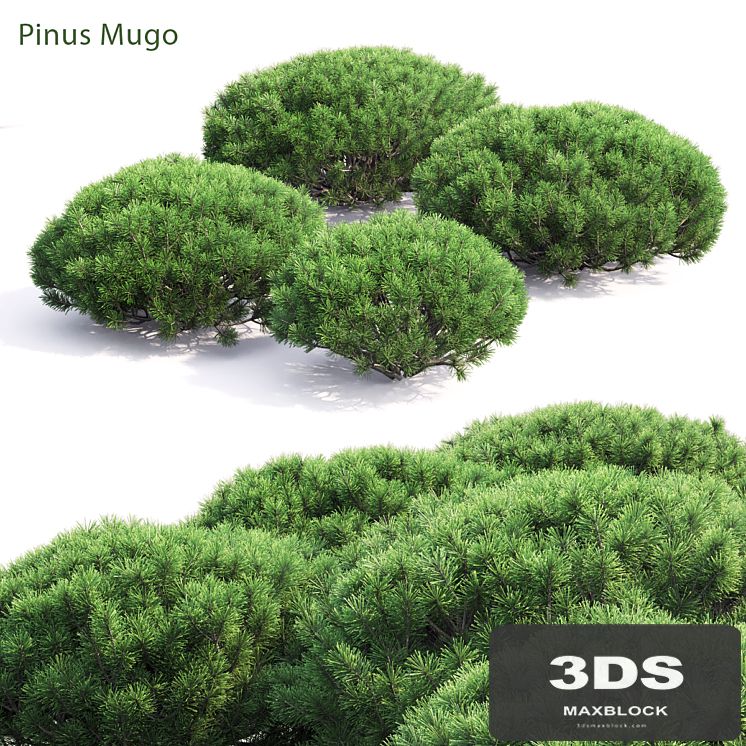 Pinus Mugo